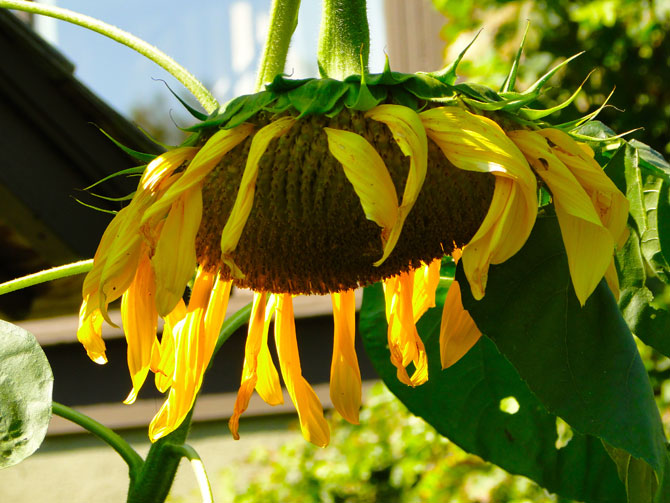 Sunflower love at the #treehouse. Read about the reclaimed barn turned into a treehouse on lynneknowlton.com