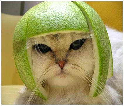 Do you work with a furry jerk ? Ha ! Have a laugh about it on the bloggy @lynneknowlton Design The Life You Want to Live Do you work with a furry jerk ? Ha ! Have a laugh about it on the bloggy @lynneknowlton Design The Life You Want to Live