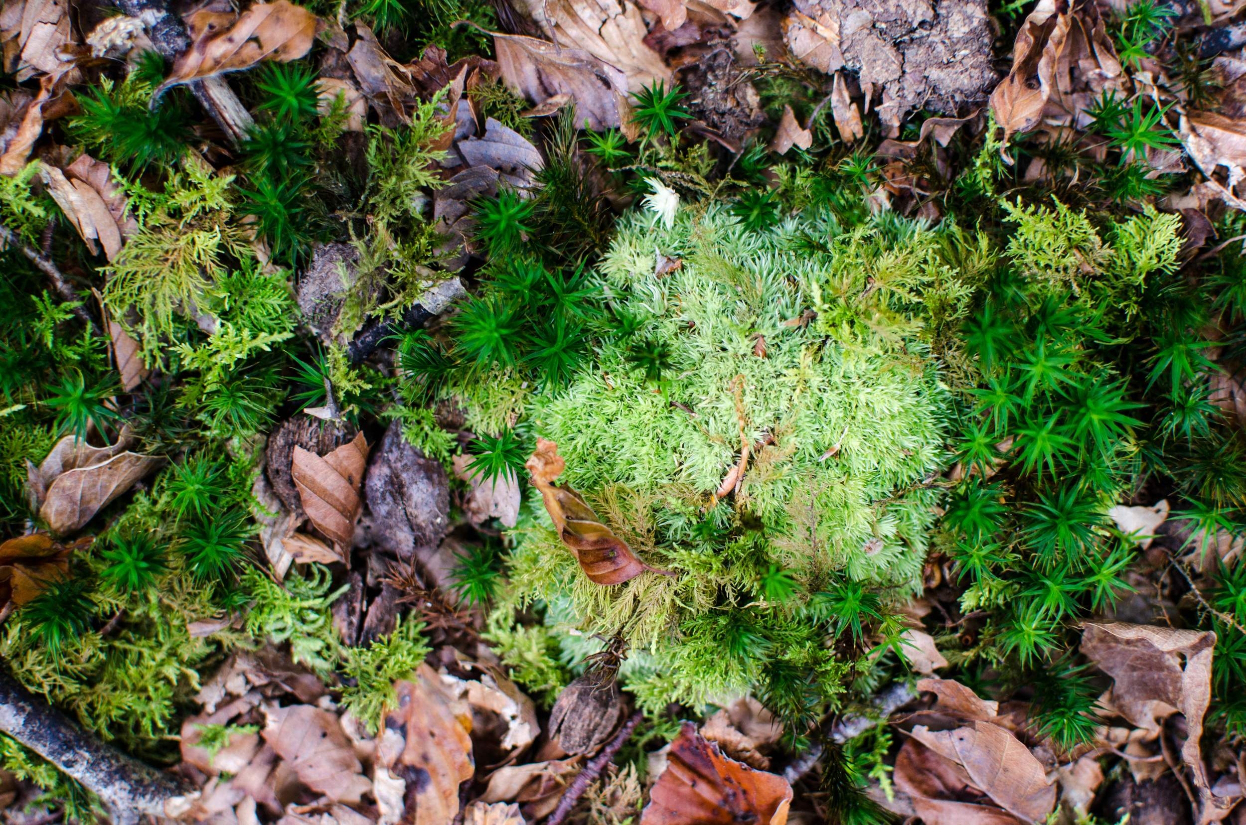How to grow a green moss graffiti wall (instructions included) | DESIGN THE LIFE YOU WANT TO LIVE | Lynne Knowlton