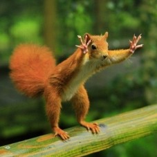 Wait ! This treehouse is MINE !