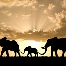 feature_elephants