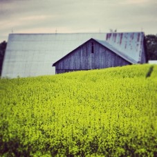 I was born in a barn. You really should check it out. #Barn #Love filled with #Bali #decor
