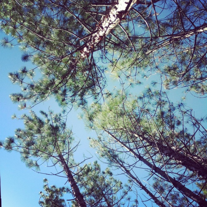 #Daydreaming ~ looking up to the sky ~ via lynneknowlton.com ... a fun #blog. Check it out ! #Daydreaming ~ looking up to the sky ~ via lynneknowlton.com ... a fun #blog. Check it out !