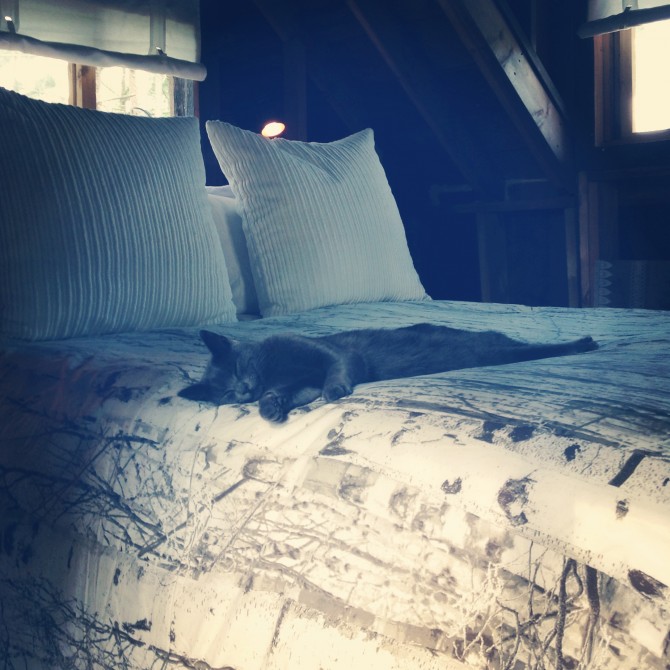 Do you work with a furry jerk ? Ha ! Have a laugh about it in the #treehouse and on the bloggy @lynneknowlton Design The Life You Want to Live Happy cat in the #treehouse. Who could ask for more LOL ? Read more on the #blog #DIY #treehouse #office http://www.lynneknowlton.com/do-you-work-with-a-furry-jerk/