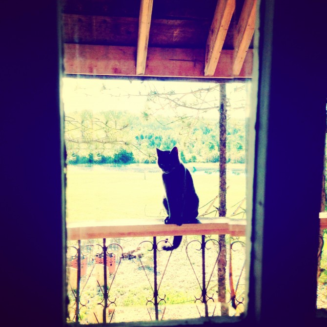 Do you work with a furry jerk ? Ha ! Have a laugh about it in the #treehouse and on the bloggy @lynneknowlton Design The Life You Want to Live Do you work with a furry jerk ? Ha ! Have a laugh about it in the #treehouse and on the bloggy @lynneknowlton Design The Life You Want to Live
