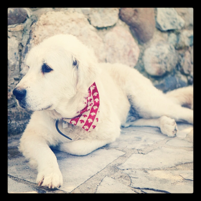 It's a Dogs Life ~ Excuse the Drool. The story of a family dog. Love, laughter & tears #DogLove #Love #Family It's a Dogs Life ~ Excuse the Drool. The story of a family dog. Love, laughter & tears #DogLove #Love #Family