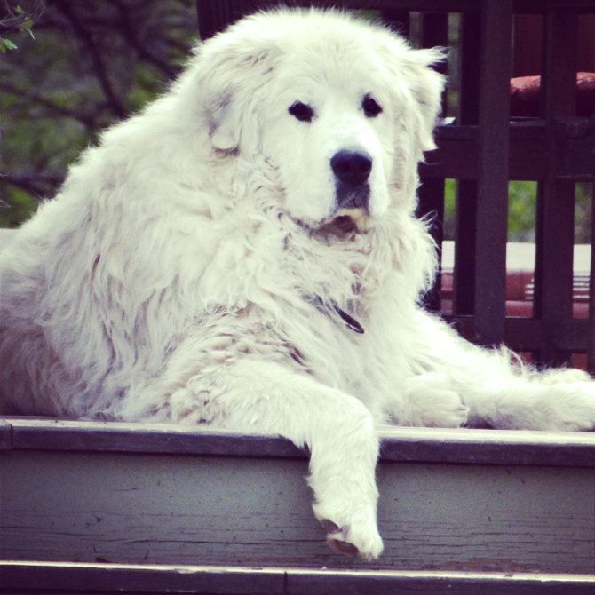 It's a Dogs Life ~ Excuse the Drool. The story of a family dog. Love, laughter & tears #DogLove #Love #Family It's a Dogs Life ~ Excuse the Drool. The story of a family dog. Love, laughter & tears #DogLove #Love #Family