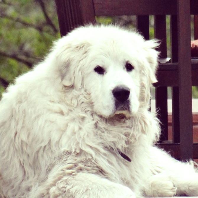 It's a Dogs Life ~ Excuse the Drool. The story of a family dog. Love, laughter & tears #DogLove #Love #Family It's a Dogs Life ~ Excuse the Drool. The story of a family dog. Love, laughter & tears #DogLove #Love #Family