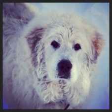 It's a Dogs Life … hug your dog today. #DogLove #Love #Family