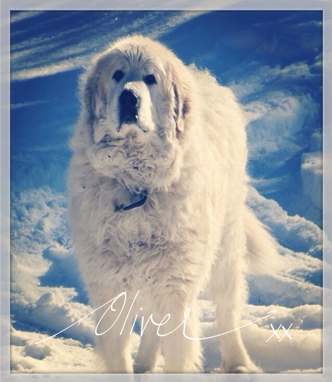 It's a Dogs Life ~ Excuse the Drool. The story of a family dog. Love, laughter & tears #DogLove #Love #Family It's a Dogs Life ~ Excuse the Drool. The story of a family dog. Love, laughter & tears #DogLove #Love #Family