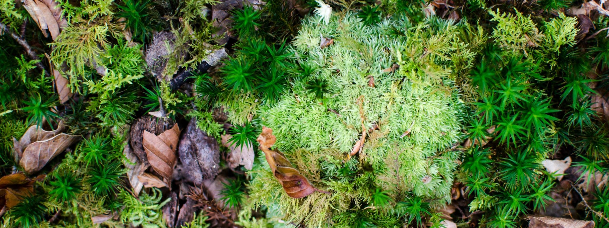 How to make green moss wall graffiti